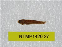 藏品(泰加拉鯔鰕虎魚)的圖片